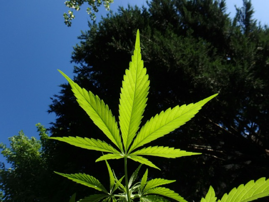 Marijuana in D8
